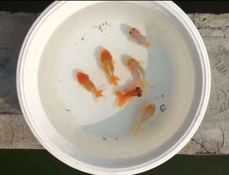 金魚趴缸底的最佳治療 金魚無精打采趴在缸底怎麼回事