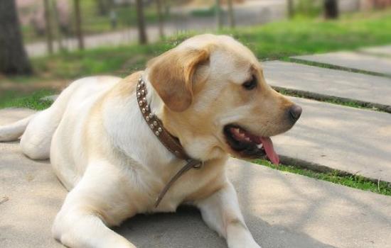 狗狗蛋蛋紅腫是什麼原因 狗的睪丸紅腫化膿怎麼辦
