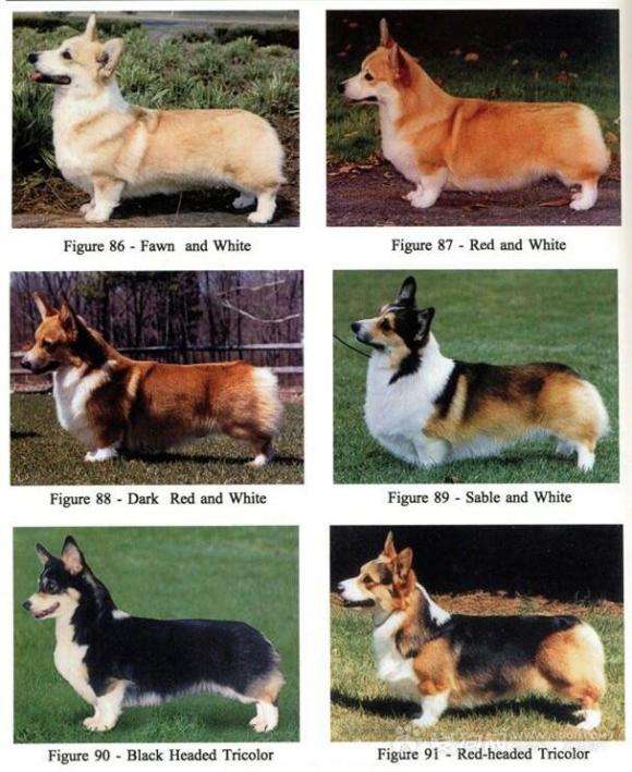 柯基犬什麼顏色最稀有 正宗柯基犬哪種顏色最好看