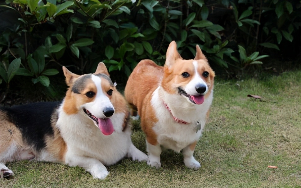 柯基犬什麼顏色最稀有 正宗柯基犬哪種顏色最好看