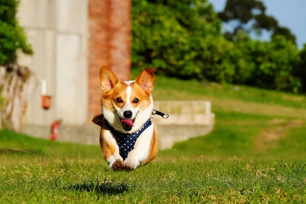 柯基犬什麼顏色最稀有 正宗柯基犬哪種顏色最好看