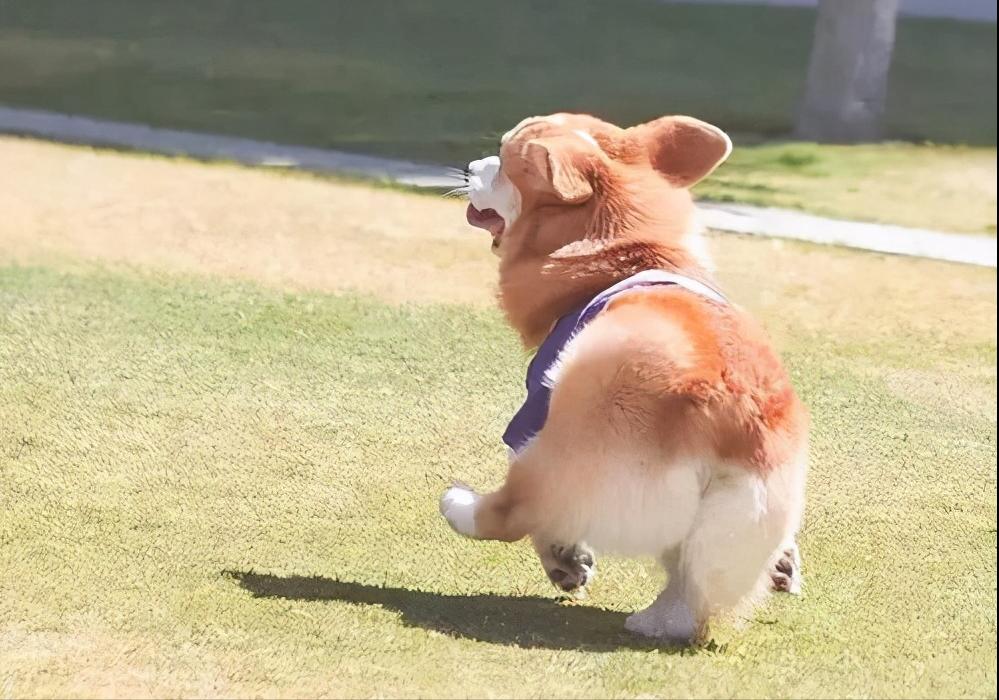 柯基犬什麼顏色最稀有 正宗柯基犬哪種顏色最好看