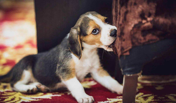 比格犬為什麼被禁養 比格犬不能養的3大理由