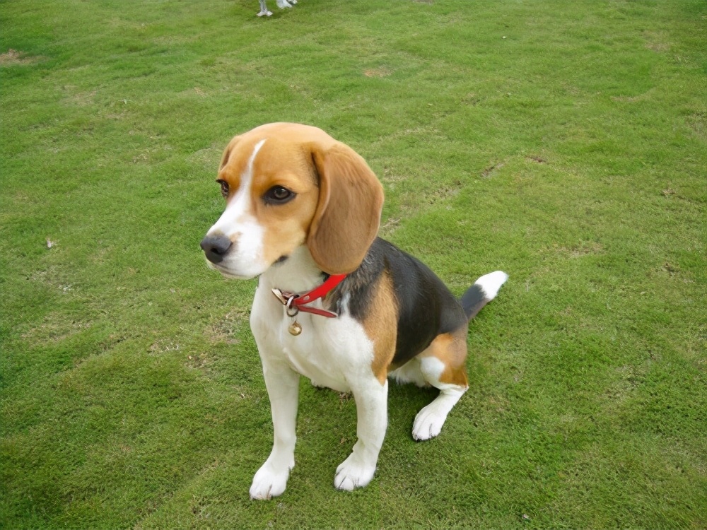 比格犬為什麼被禁養 比格犬不能養的3大理由