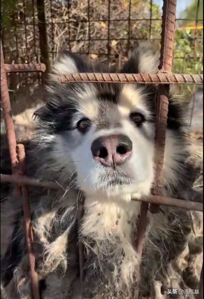 已經養瞭的禁養犬怎麼處理 傢裡養瞭禁養犬怎麼解決