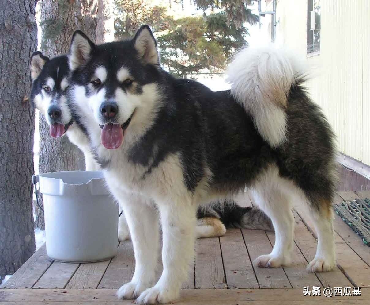 已經養瞭的禁養犬怎麼處理 傢裡養瞭禁養犬怎麼解決