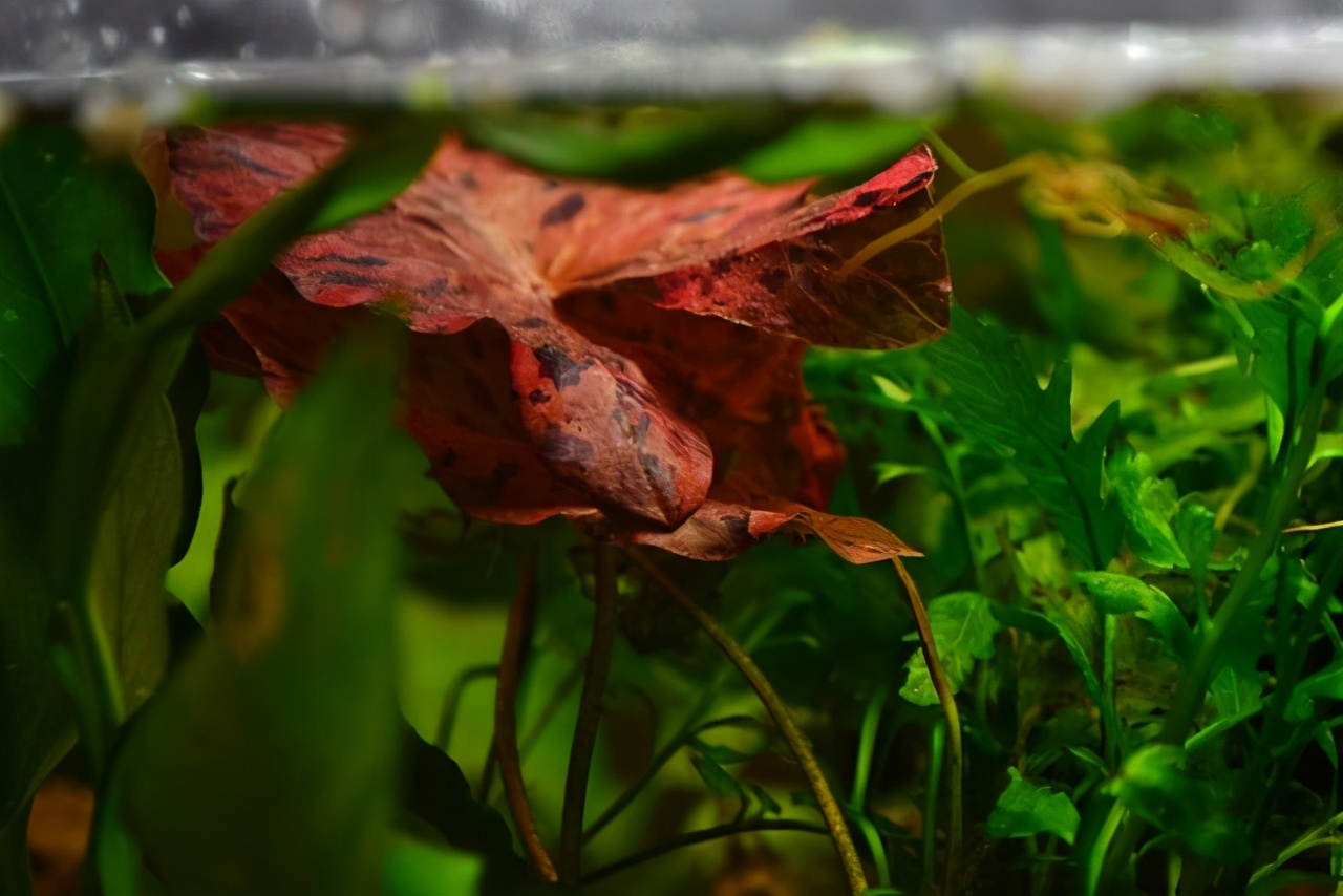 紅荷根水草的養殖方法 魚缸種紅荷根的註意事項