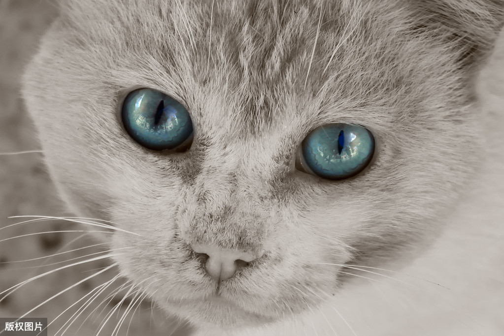 貓咪眼睛發炎會自愈嗎 小貓眼睛紅瞭流膿怎麼辦