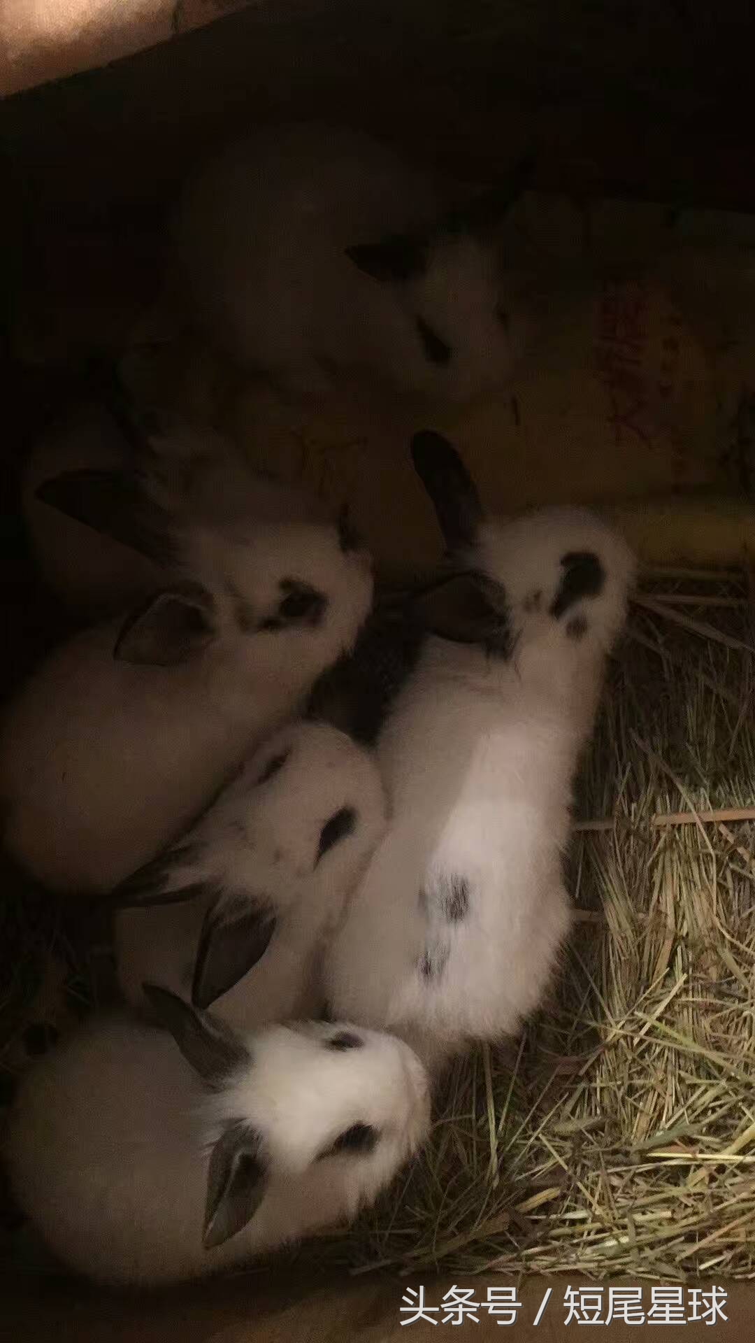 兔子剛生出來怎麼處理 新出生的兔子怎麼喂養才正確