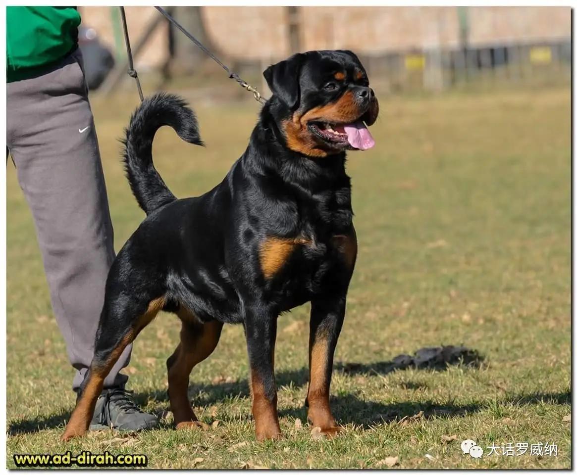 羅威納犬多少錢一隻純種 羅威納犬幼崽市場價格