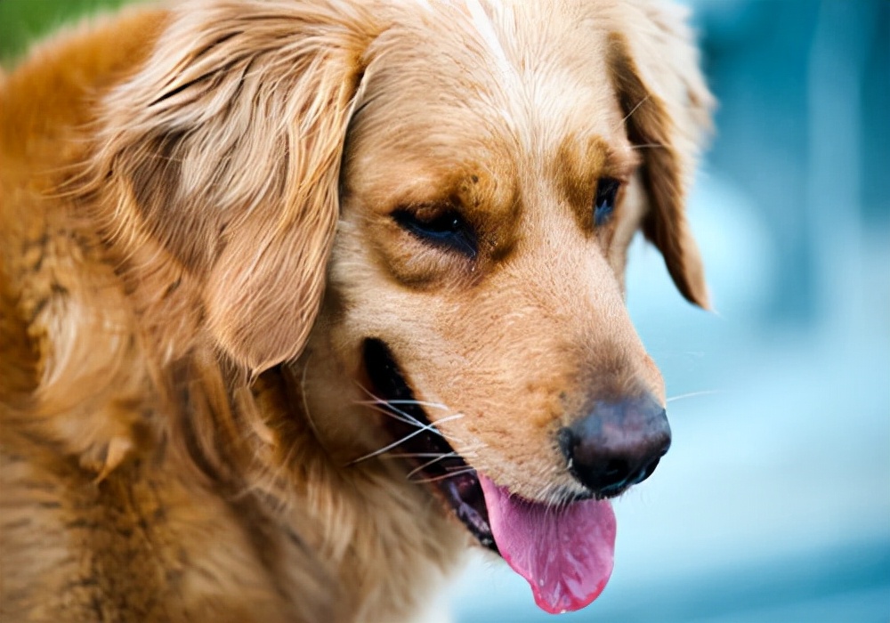 狗狗止吐最有效最快的方法 狗反胃嘔吐吃什麼藥最好