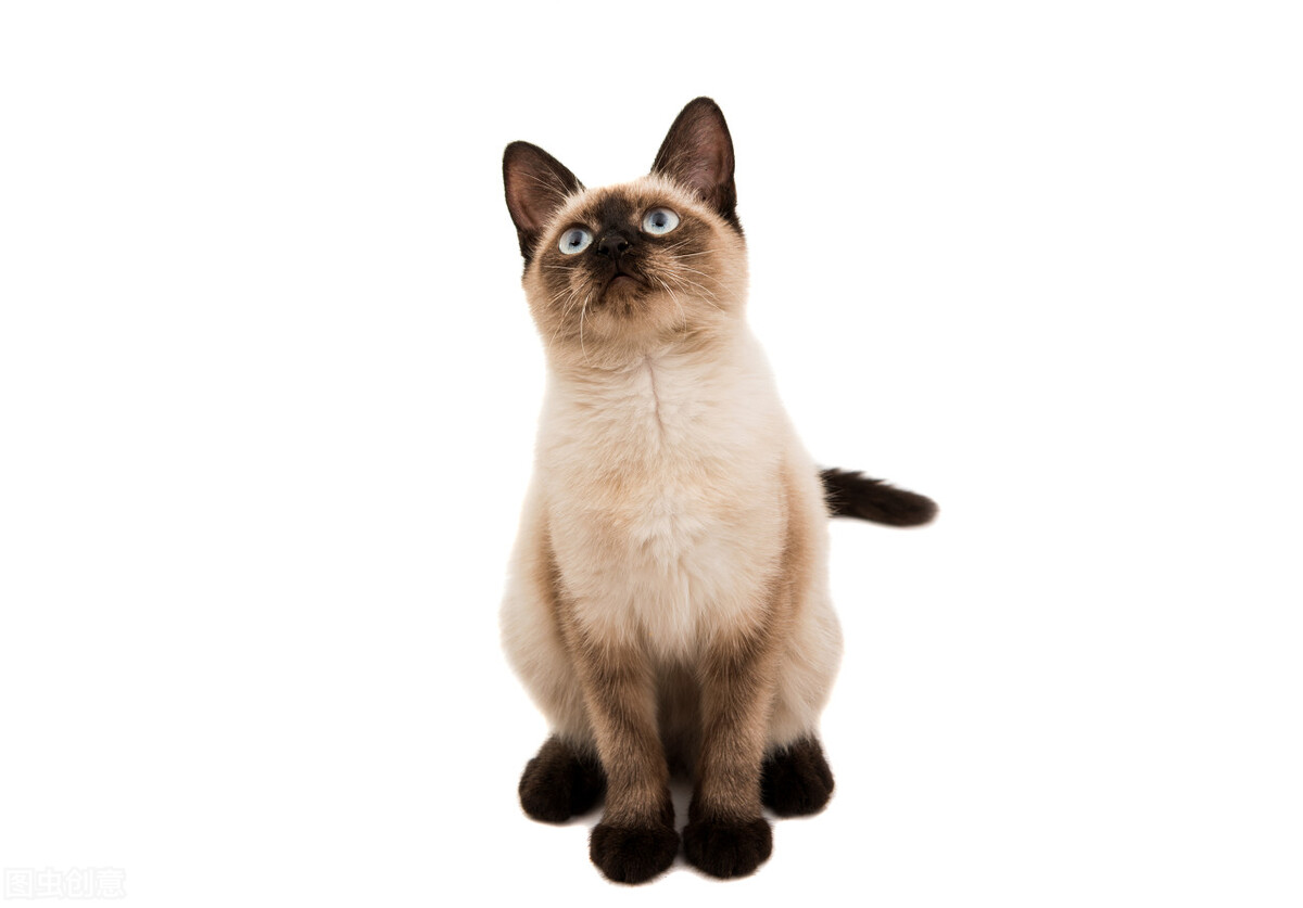 藍眼睛的貓有哪些品種 6種藍眼睛貓咪品質推薦