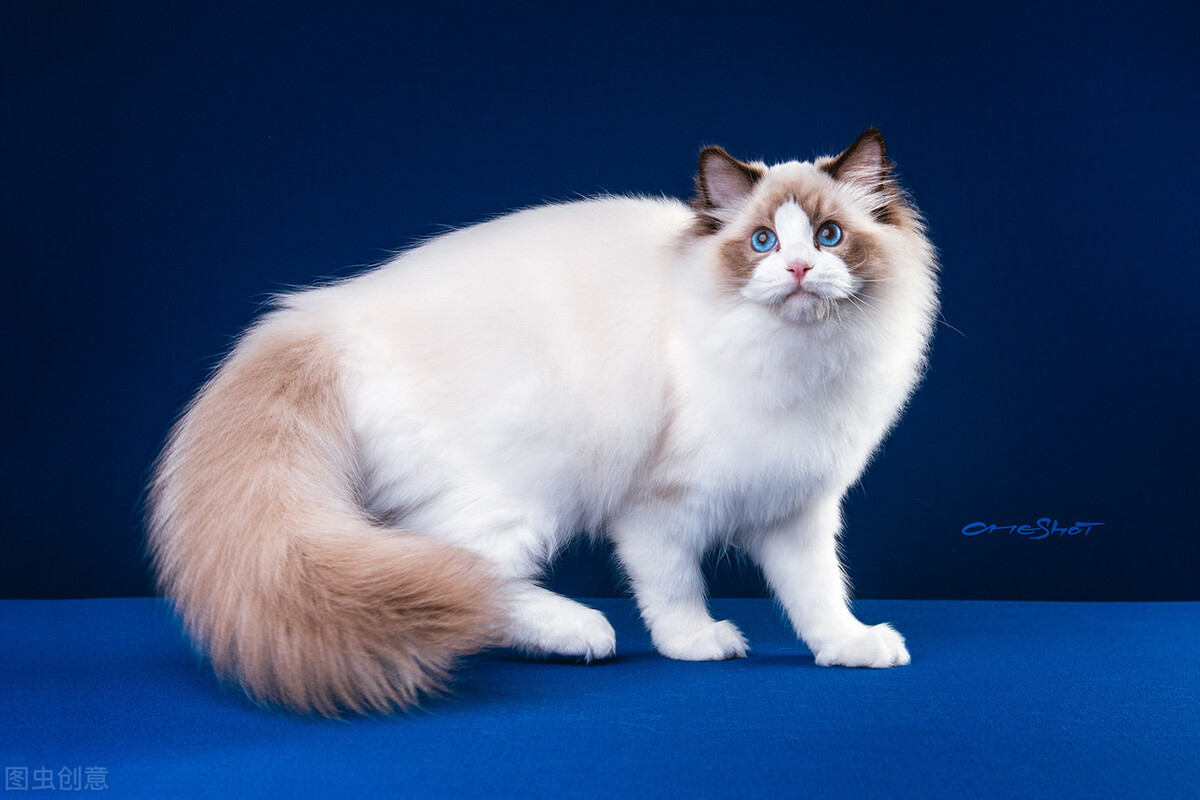 藍眼睛的貓有哪些品種 6種藍眼睛貓咪品質推薦
