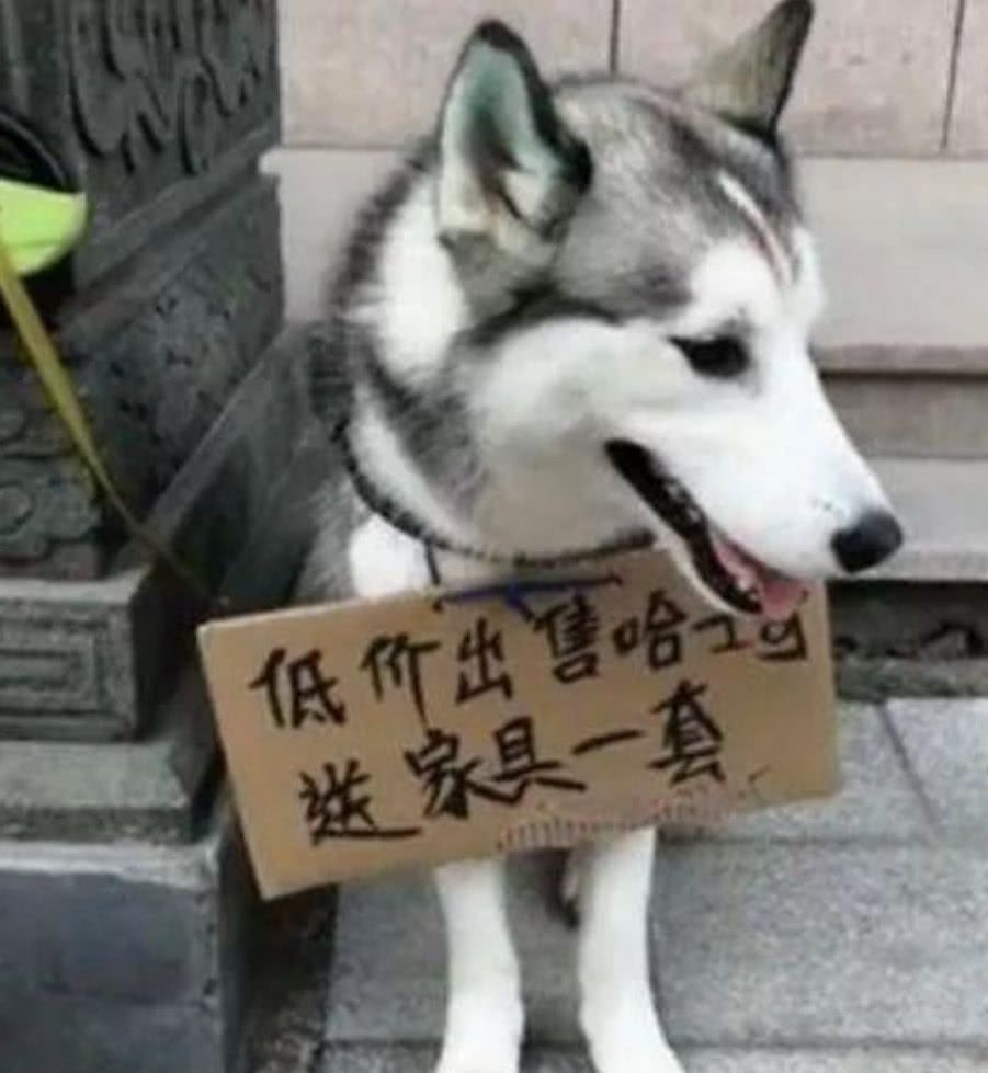 怎麼訓練哈士奇 新手訓練哈士奇的全套最簡單的方法