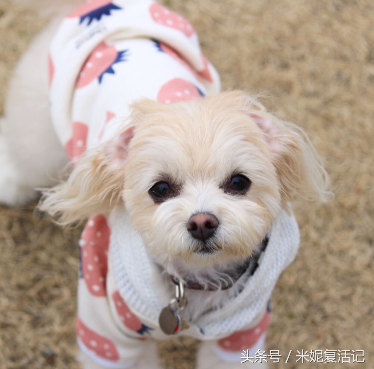 馬爾泰狗多少錢一條 馬爾泰犬國內市場價格