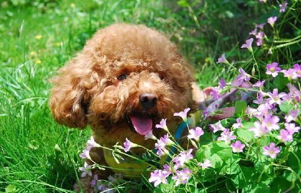 泰迪犬和比熊哪個好養 為什麼養比熊的人比泰迪少