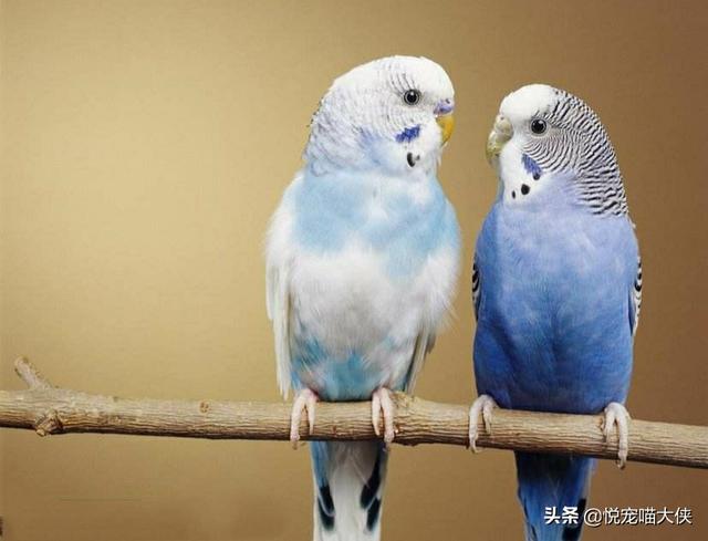 個人在傢養野生鳥合法嗎 養幾隻畫眉鳥犯不犯法