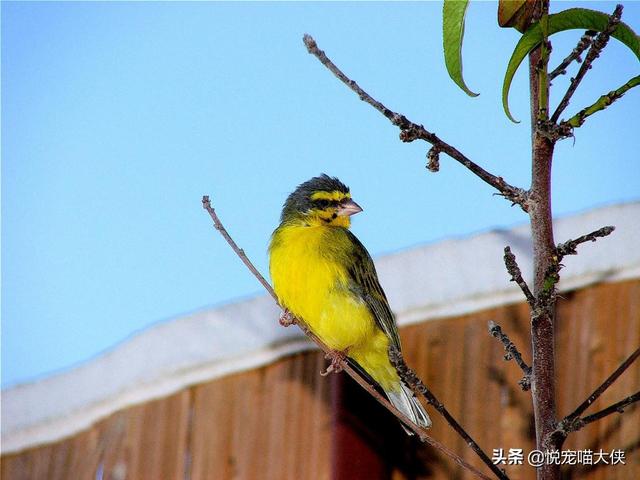 個人在傢養野生鳥合法嗎 養幾隻畫眉鳥犯不犯法