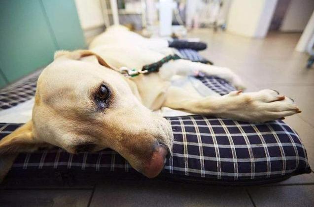 狗吃豬肝好不好 兩個月幼犬長期吃豬肝的好處