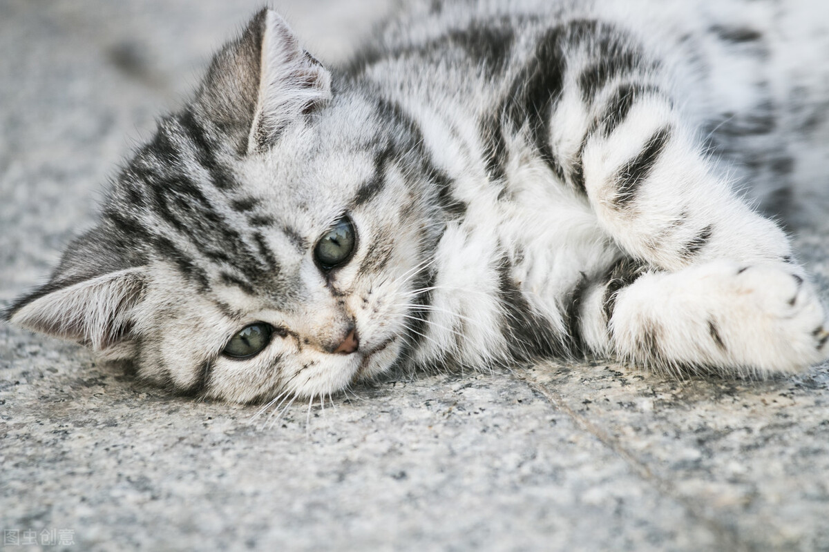 美短虎斑貓千萬不能養 寵物美短虎斑貓的性格特點