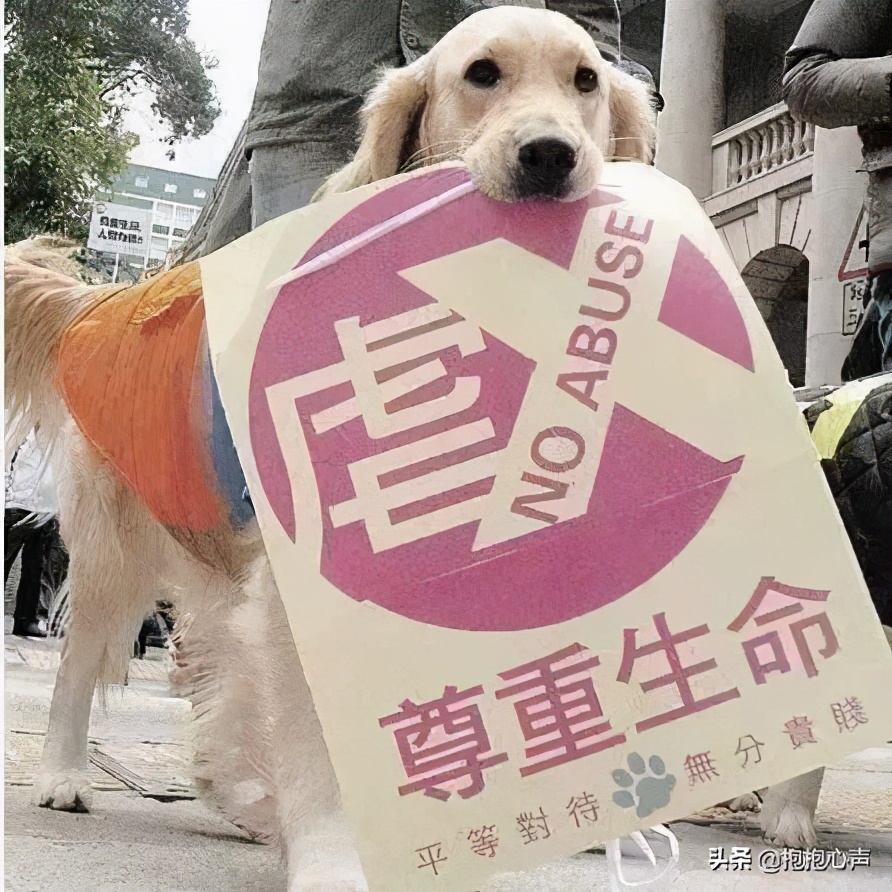 為什麼虐貓會上癮 喜歡暴打貓咪的人是什麼心態