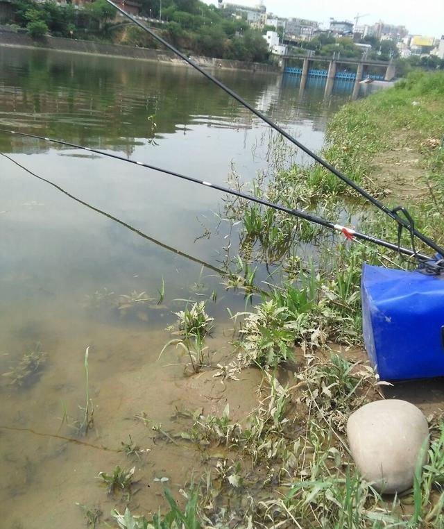 用什麼釣甲魚最快 野釣甲魚的最佳方法和技巧