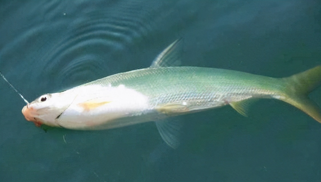 冬季釣黃尾技巧 初冬野釣黃尾魚的最佳釣法用什麼餌料