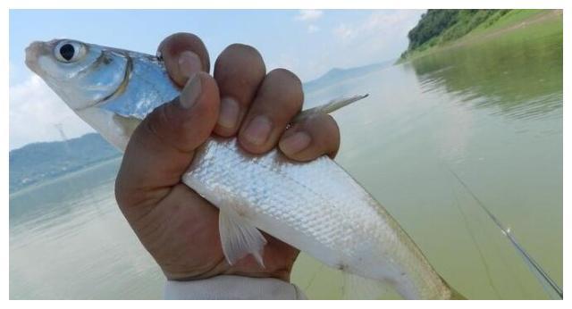 冬季釣黃尾技巧 初冬野釣黃尾魚的最佳釣法用什麼餌料