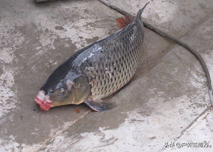 釣鯉魚配方 冬季黑坑野釣專攻大鯉魚的餌料配方