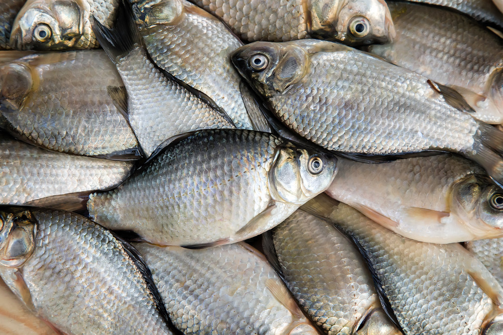 初春如何釣鯽魚 春天怎麼野釣釣鯽魚的技巧