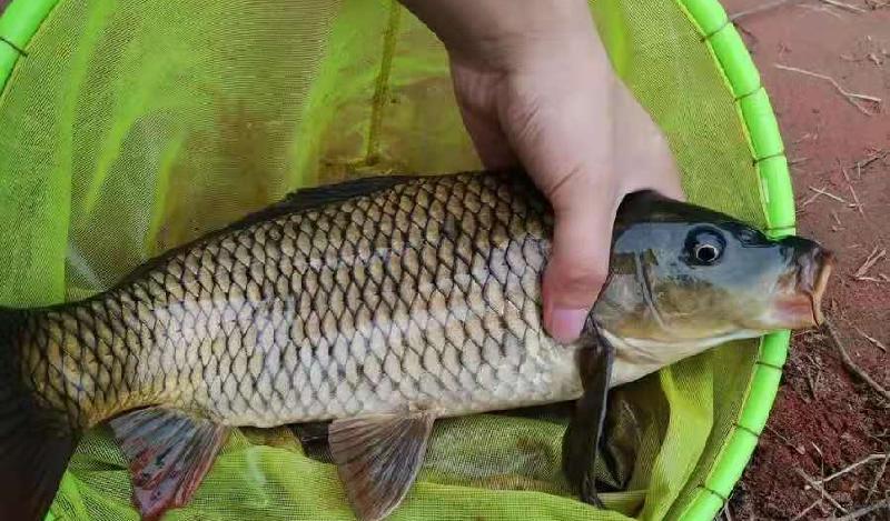 春天如何釣鯉魚 初春黑坑釣鯉魚用什麼鉤和餌料最好