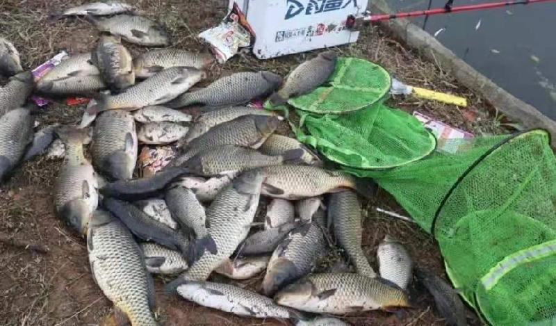 春天如何釣鯉魚 初春黑坑釣鯉魚用什麼鉤和餌料最好