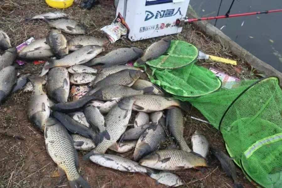 春天如何釣鯉魚 初春黑坑釣鯉魚用什麼鉤和餌料最好