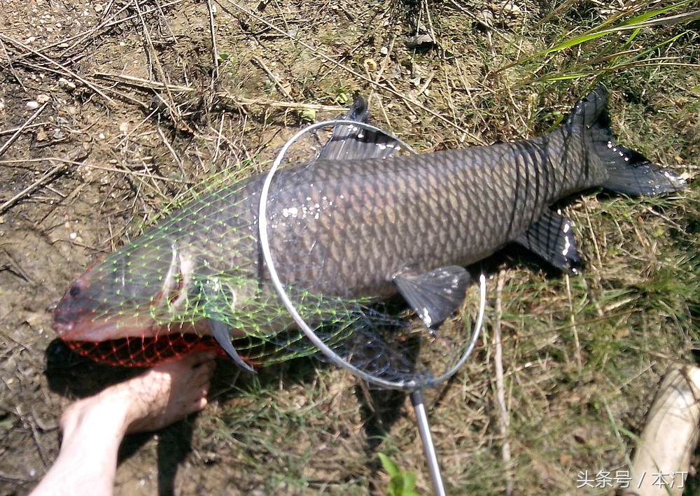 釣青魚絕招 冬季黑坑釣青魚技巧全攻略