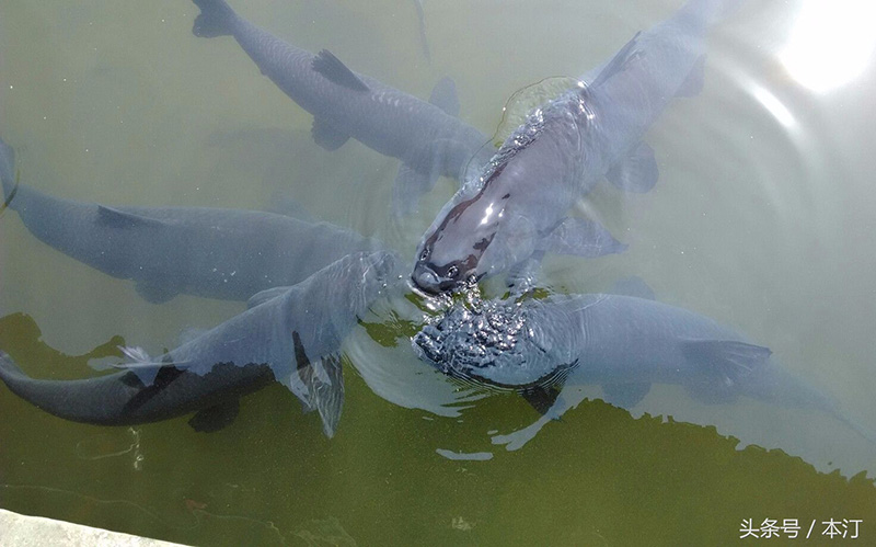 釣青魚絕招 冬季黑坑釣青魚技巧全攻略