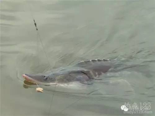 鱘魚怎麼釣教程 冬季黑坑鱘魚釣多深用什麼餌料