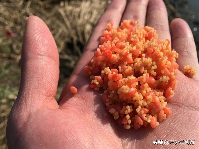 釣魚用什麼魚餌最好 冬季農村在河裡釣魚哪種餌料比較好