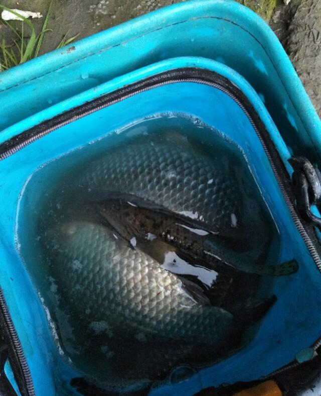 春天怎麼釣鯽魚 初春釣鯽魚用餌料最好技巧