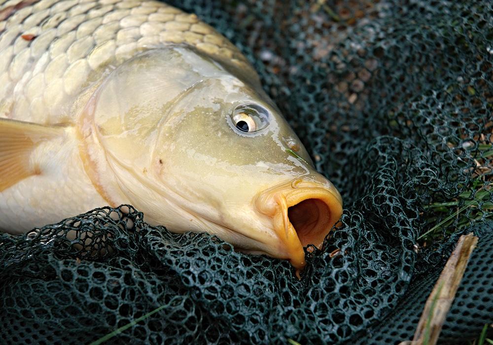 冬季釣鯉魚技巧和方法 冬天黑坑釣鯉魚用什麼味型的餌料