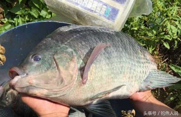 羅非魚釣餌配方 野釣羅非魚自制餌料配方大全