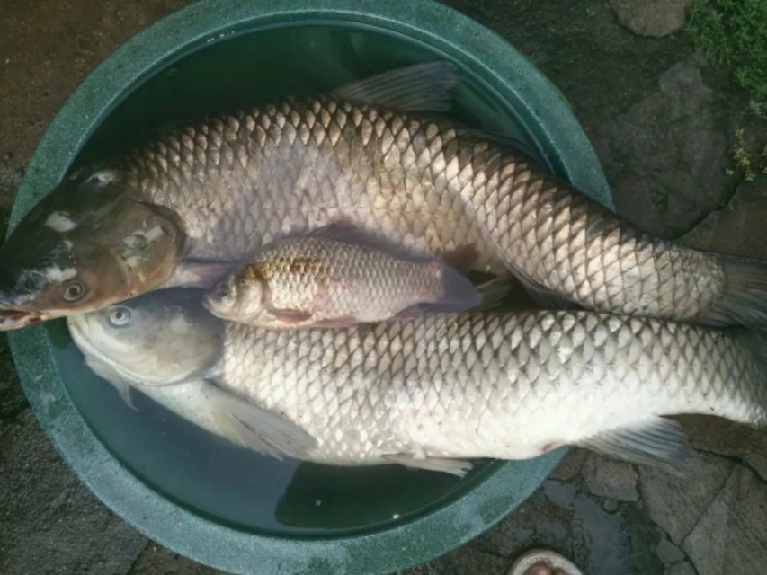 海竿釣魚用什麼鉤最好 海竿在水庫釣鯉魚用什麼鉤合適