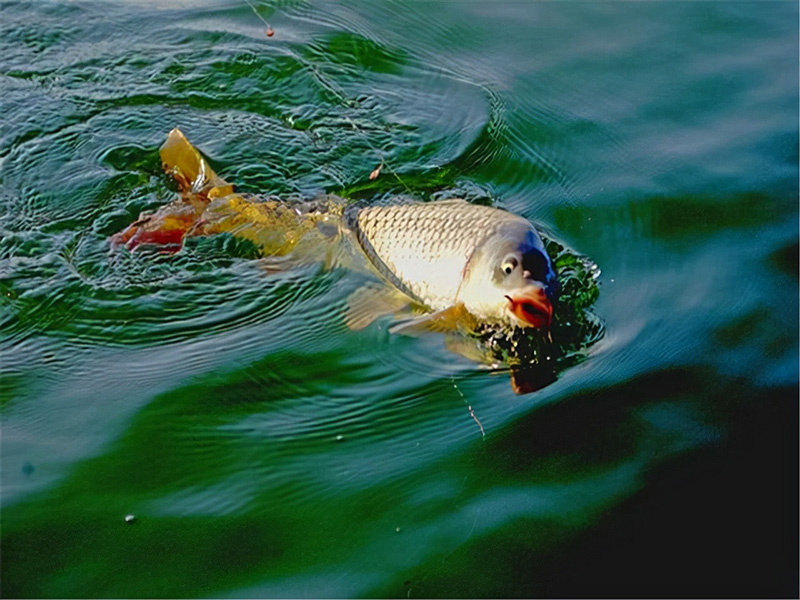 釣鯉魚的魚餌配方 野釣鯉魚的釣法與餌料制作方法