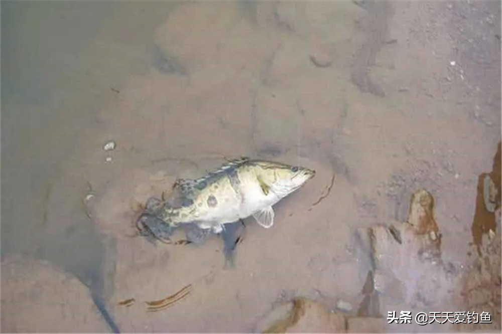 釣鱖魚口訣技巧 冬季野釣鱖魚用餌料方法