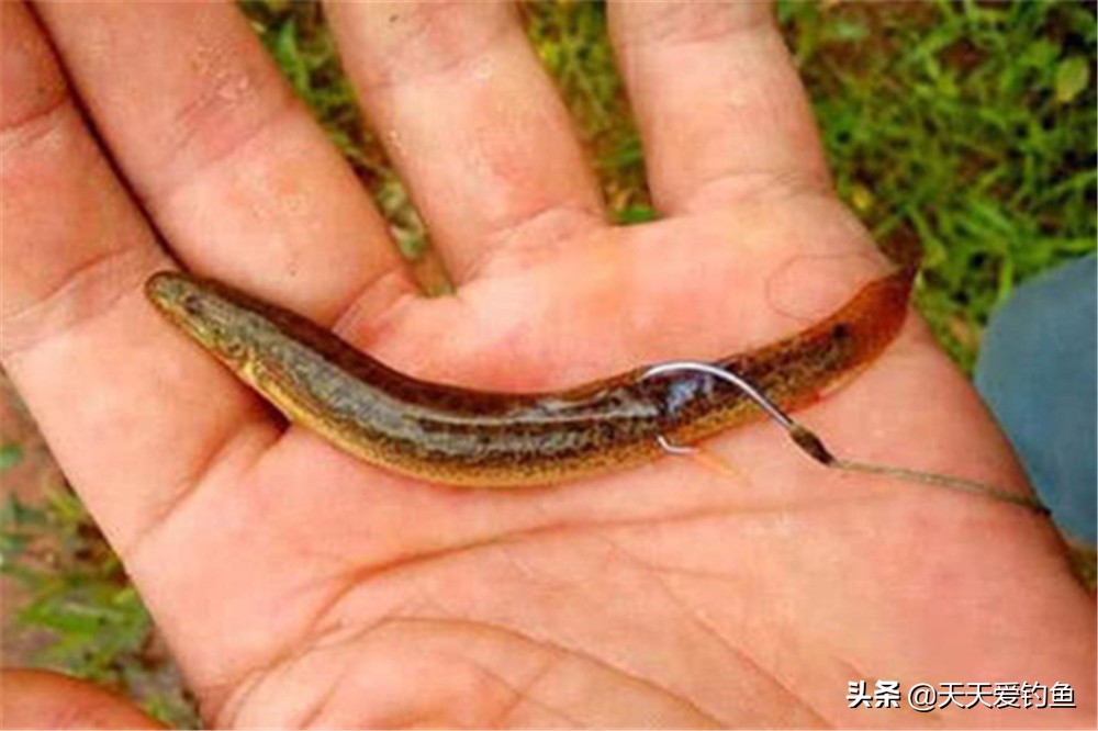 釣鱖魚口訣技巧 冬季野釣鱖魚用餌料方法