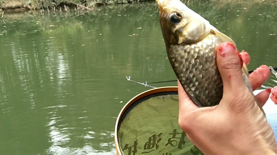 冬天釣什麼魚 冬天河裡釣鯽魚鯿魚用什麼餌料