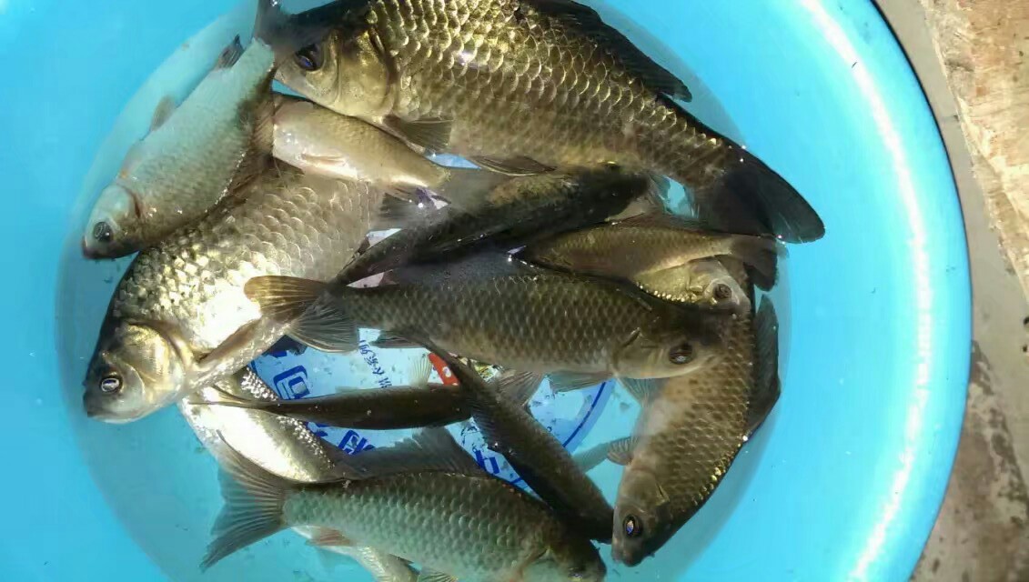 冬天釣什麼魚 冬天河裡釣鯽魚鯿魚用什麼餌料