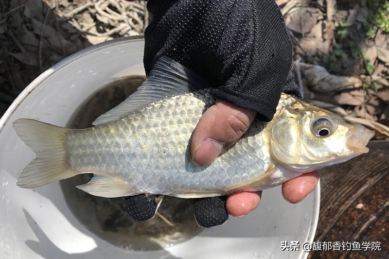 蝦拉釣鯽魚怎麼調漂 冬季釣鯽魚用河蝦效果怎麼樣