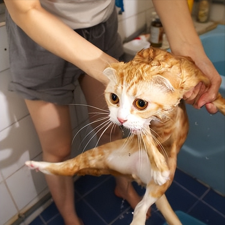 貓咪多久洗一次澡 寵物貓一年不洗澡可以嗎