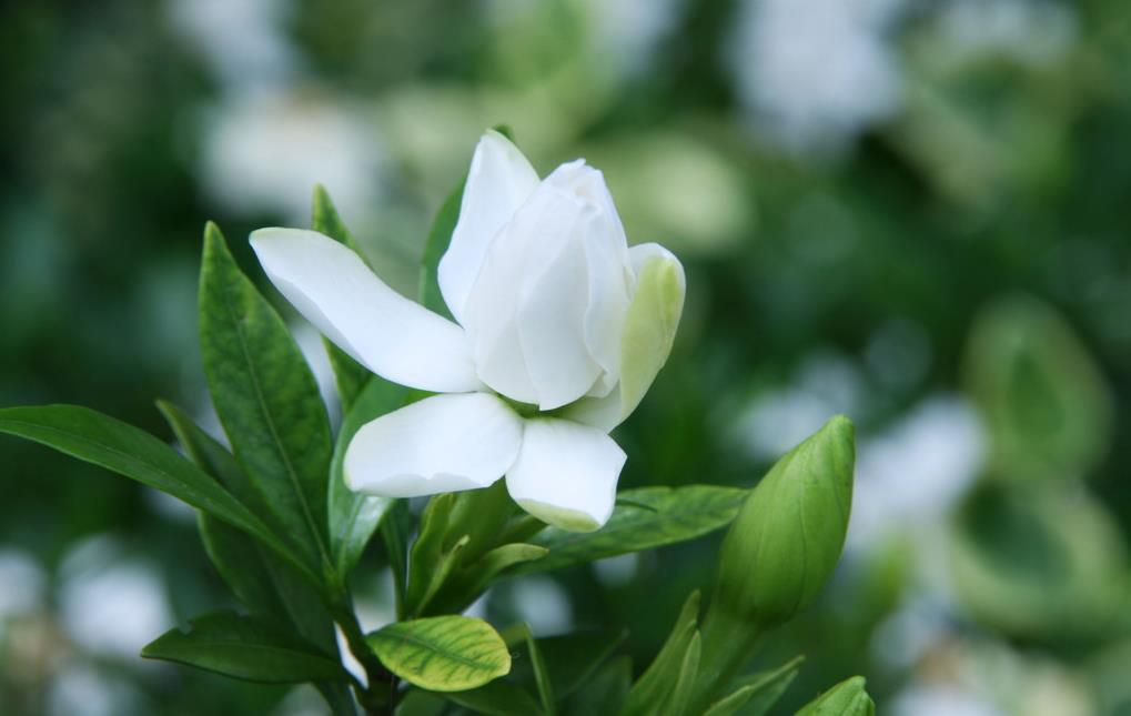 梔子花不開花是什麼原因 梔子花不開花的4個原因