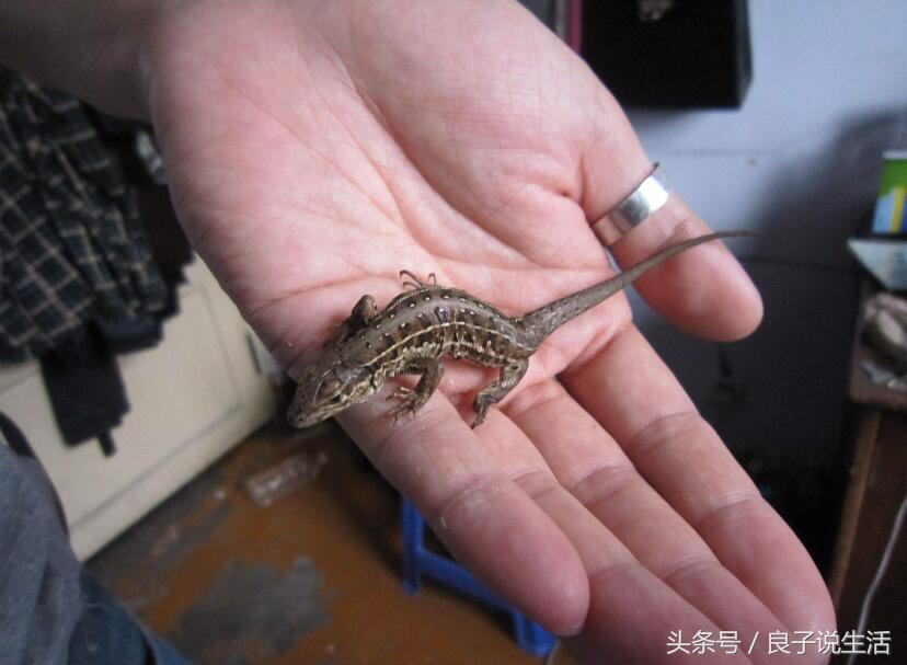 蜥蜴是冷血動物嗎 蜥蜴是昆蟲還是動物